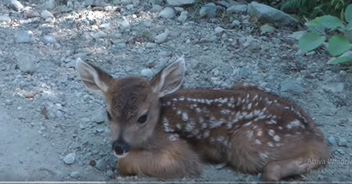 Il piccolo bambi