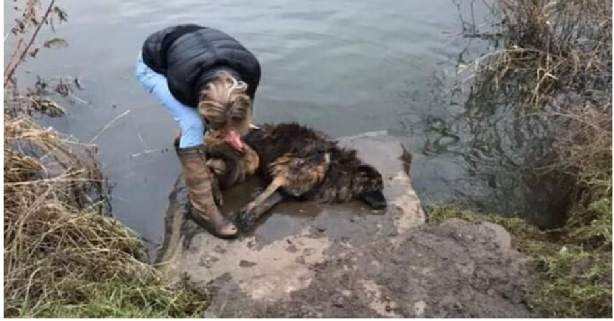 Bella la cagnolina gettata nel fiume