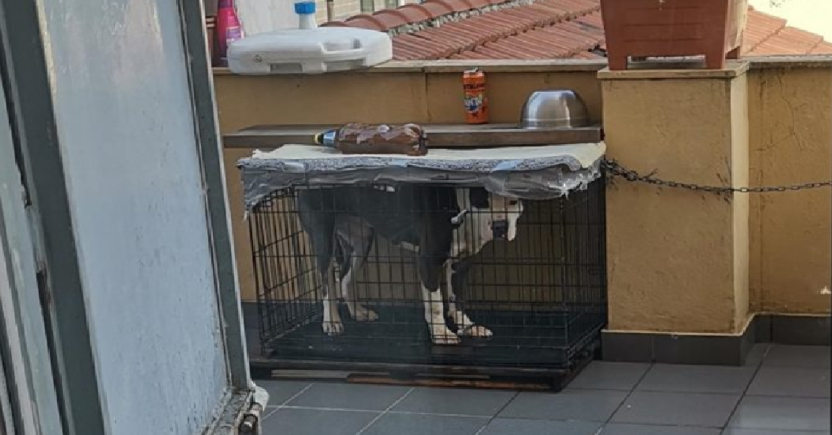 L’amstaff maltrattato