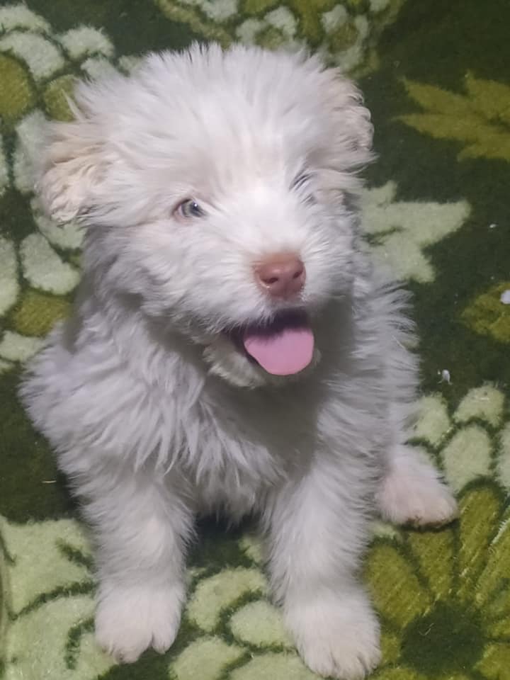 Celestino-cucciolo