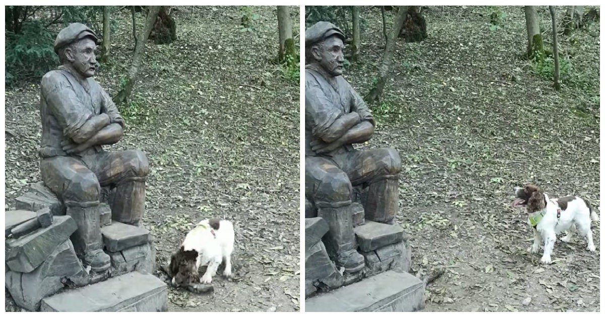 Chester il cane che vuole giocare con la statua