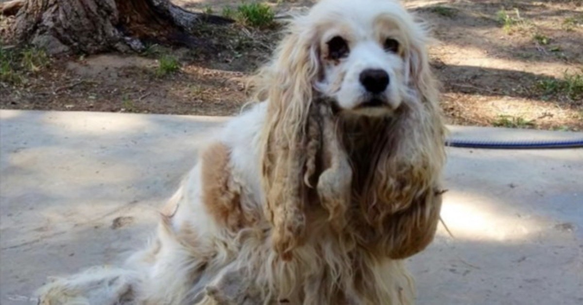 Cane trovato nel deserto subisce una trasformazione incredibile
