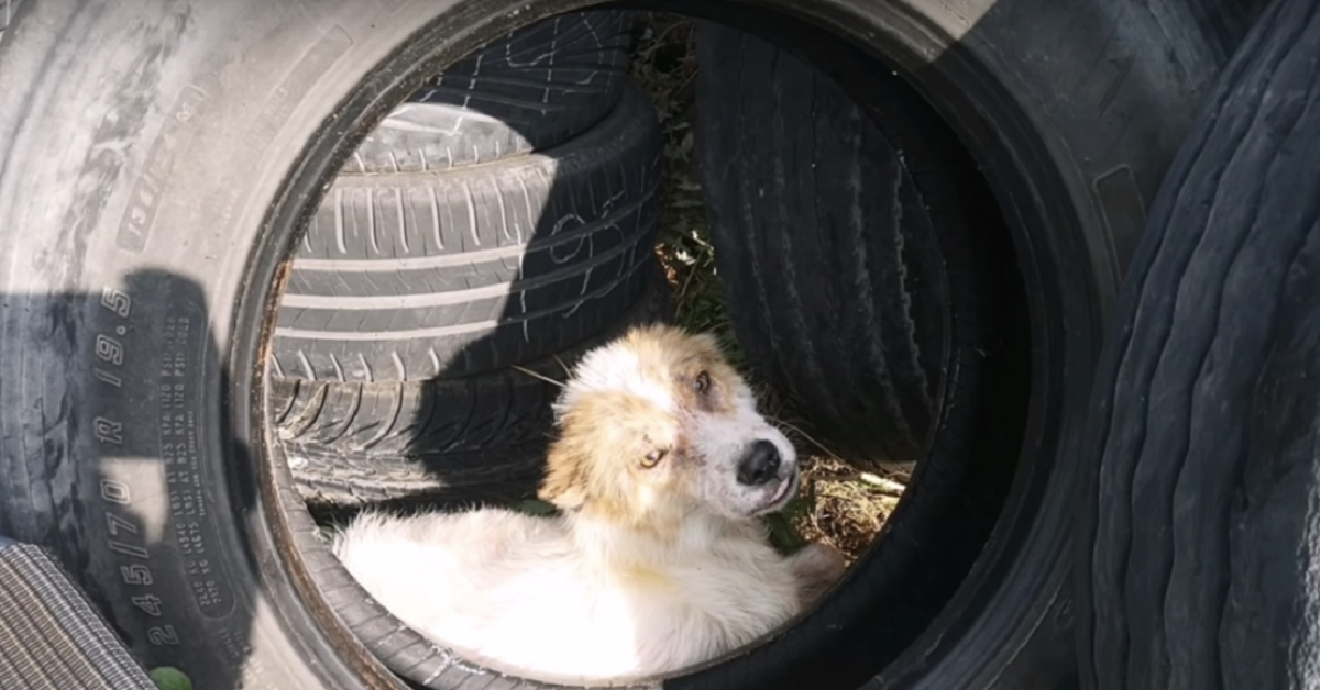 Cooper il cane nascosto nella pila di pneumatici