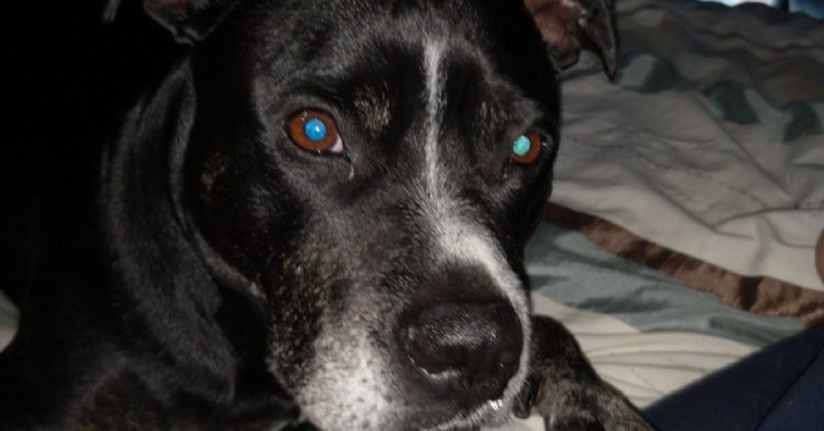 Cagnolina rimane paralizzata dopo uno spettacolo di fuochi d’artificio