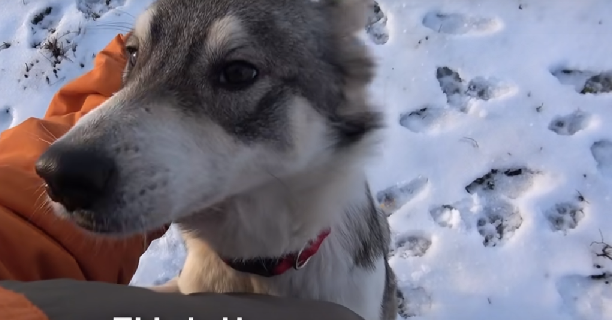 Harper, trovata nella neve