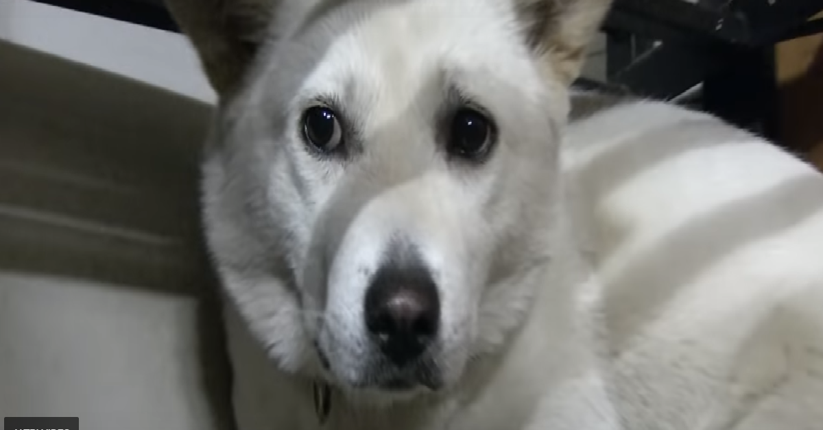 Harry il cane terrorizzato da tutti