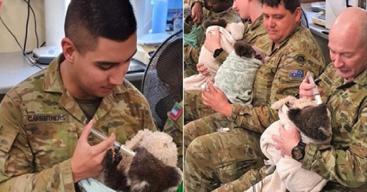I soldati australiani e i koala
