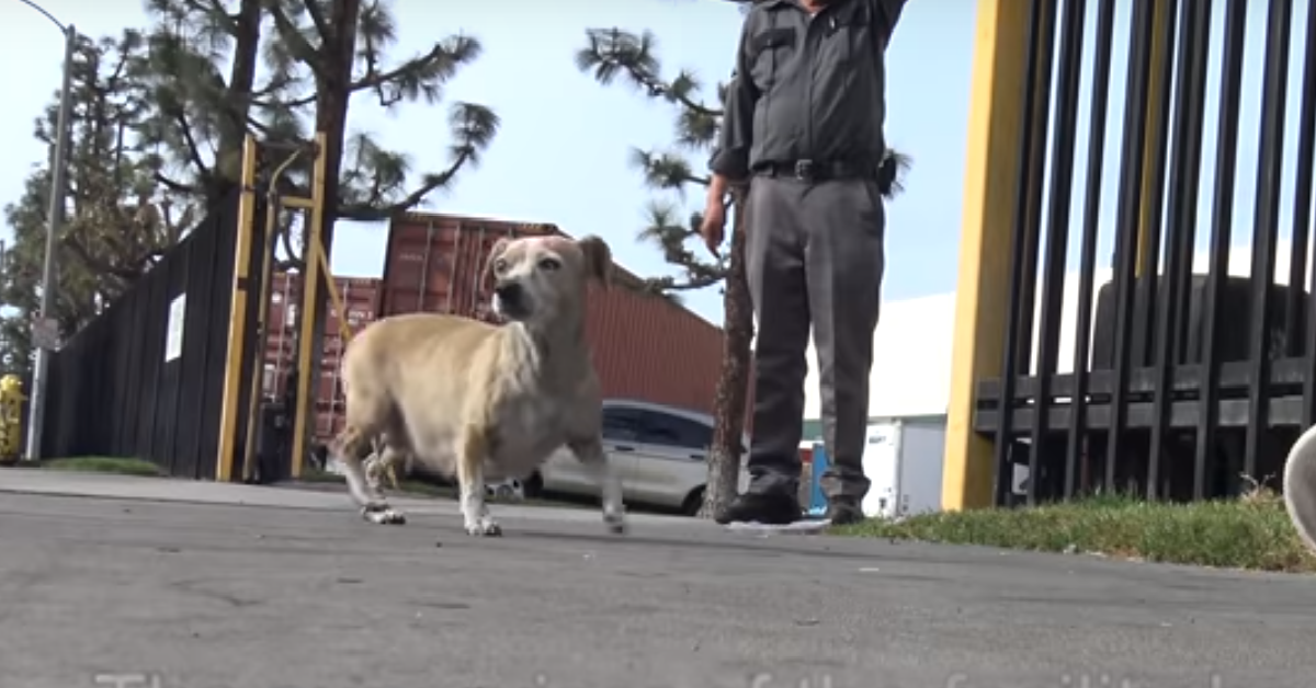 I cuccioli abbandonati