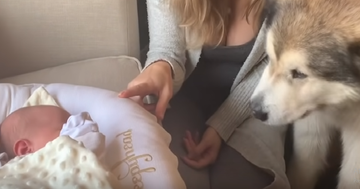 Il cane e il bambino