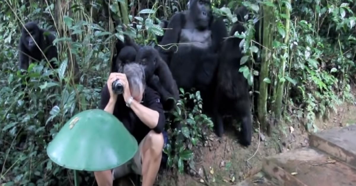 Il gorilla e il fotografo