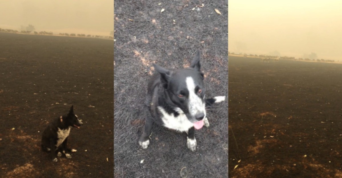 La storia di Patsy, il cane ha salvato il suo gregge dall’incendio australiano