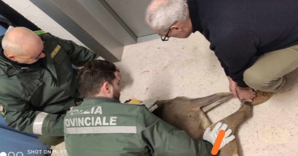 Capriolo si intrufola in una scuola: soccorritori lo catturano e lo liberano