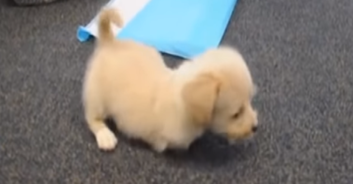 Tommy il cucciolo senza zampe