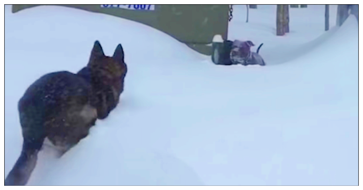 Knuckles rimane intrappolata nella neve
