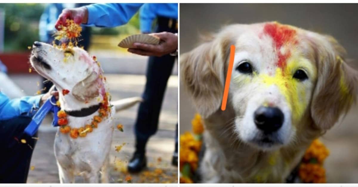 In Nepal c’è una festa chiamata Kukur Tihar, dedicata agli amici a quattro zampe
