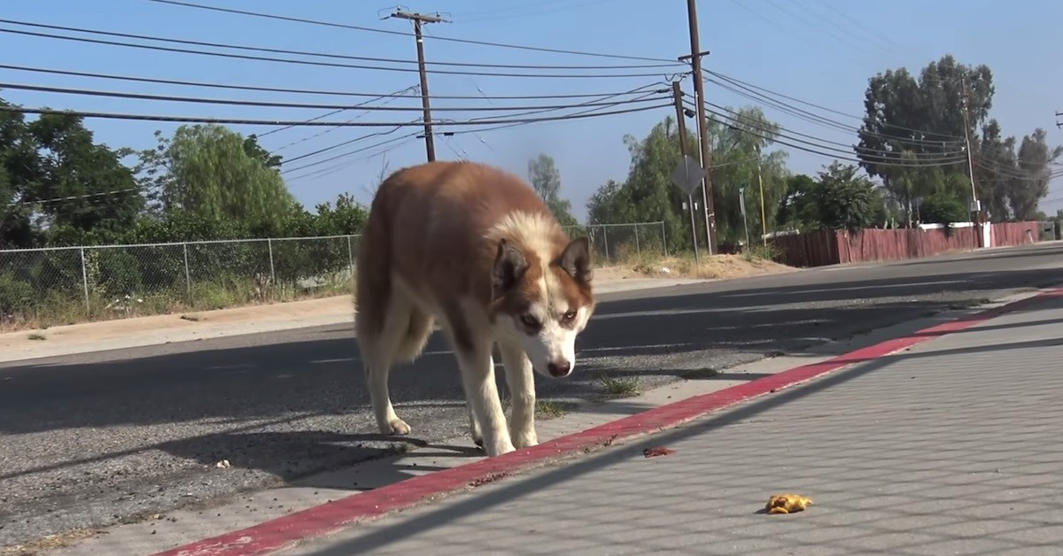 Lilac la cagnolina che ha vissuto da randagia fuori una scuola