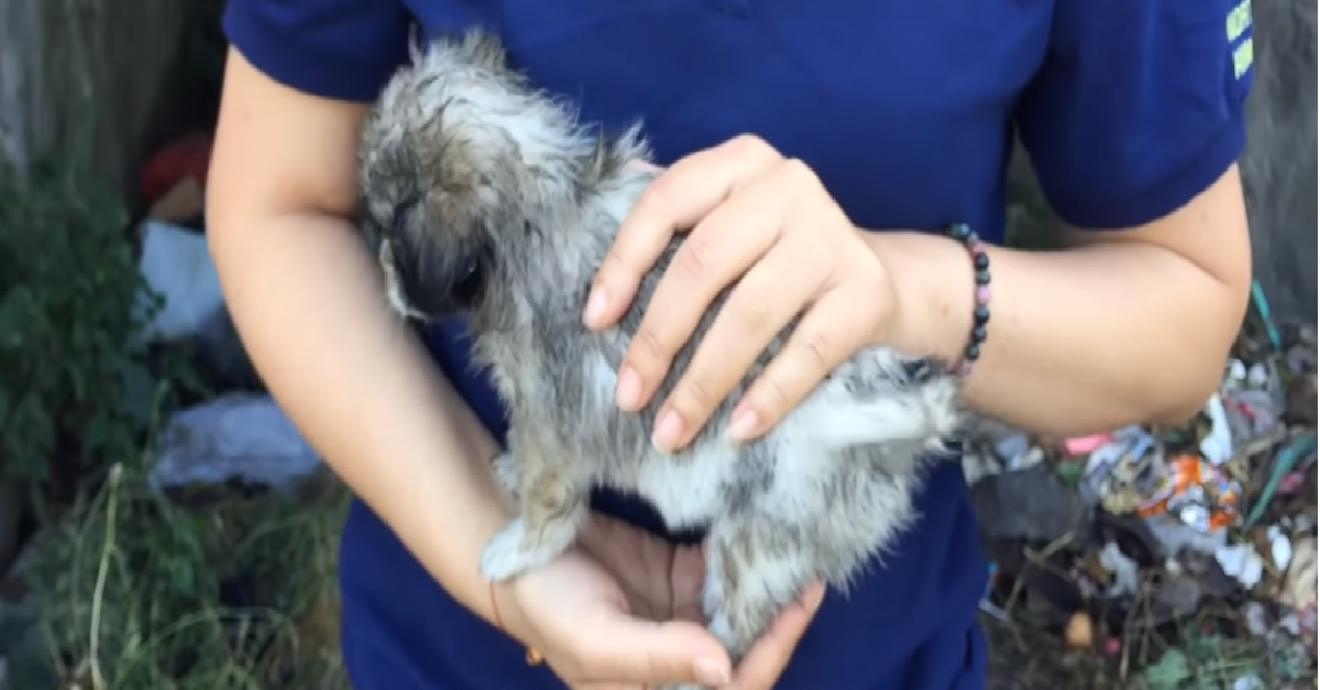 Panda il cucciolo
