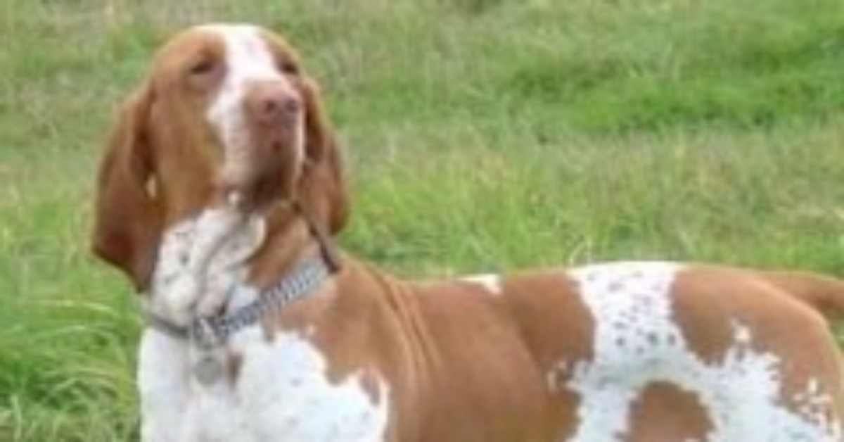 Lucca: quando un cane viene portato in tribunale