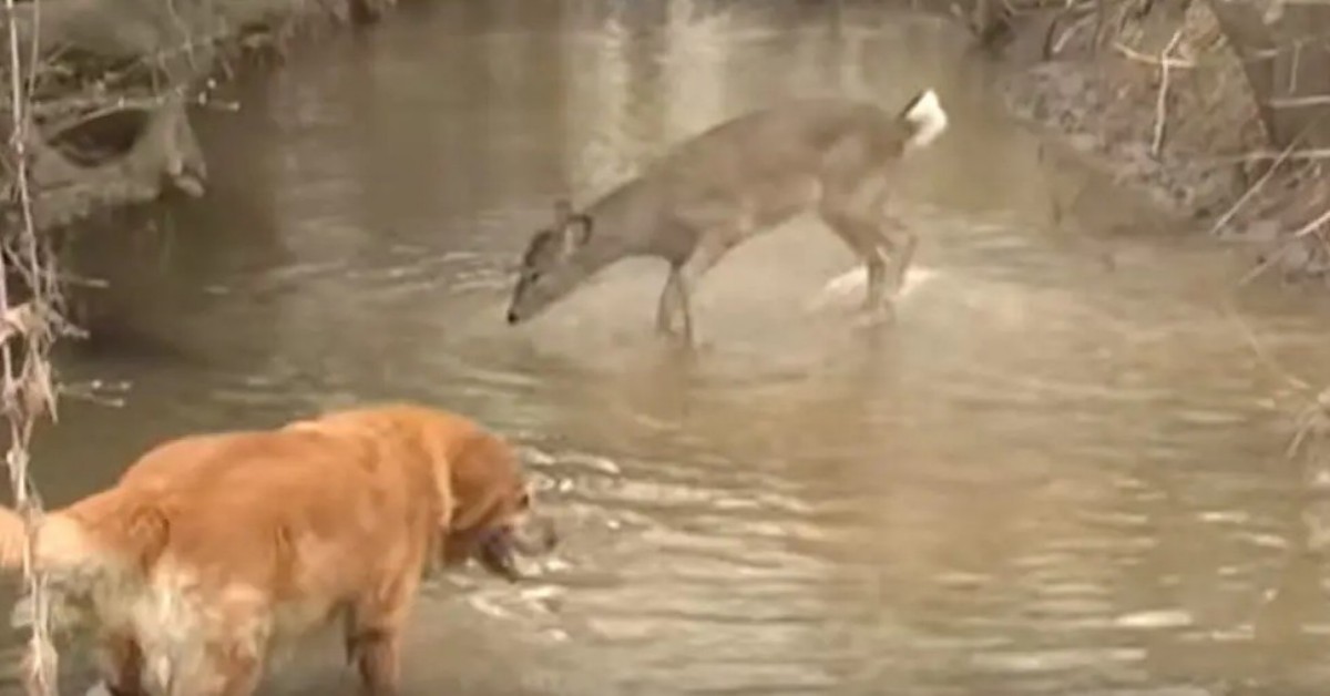 Il meraviglioso incontro tra un cane e una cerbiatta
