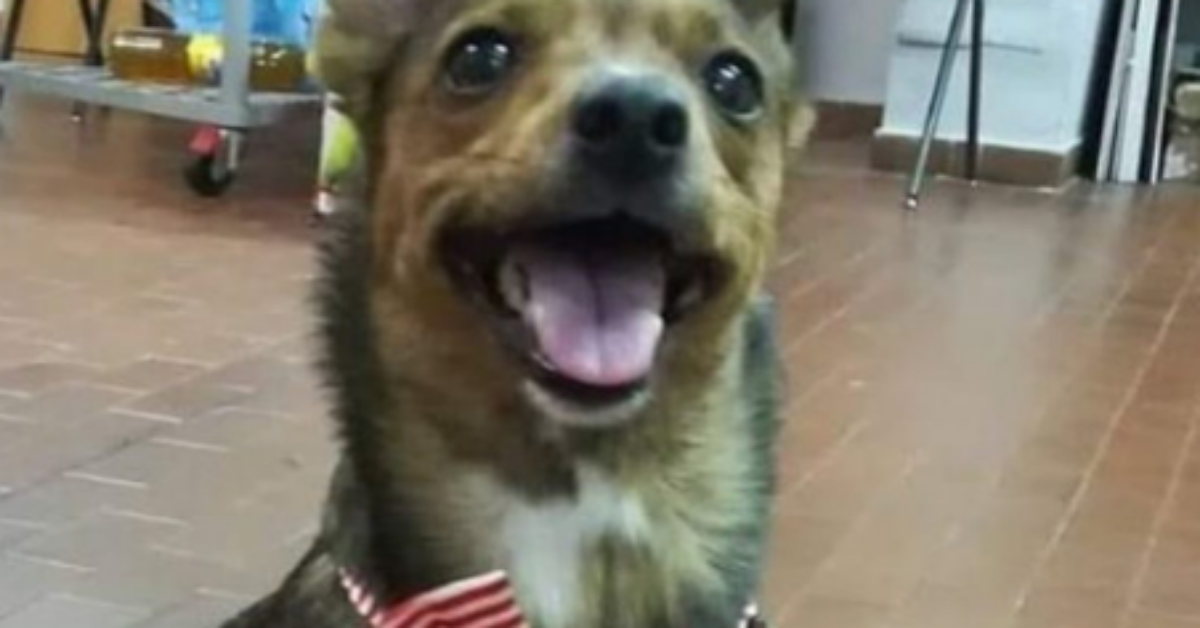 Torino, la cagnolina scappata la notte di Capodanno è tornata a casa