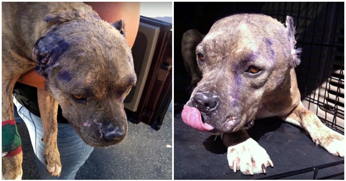 Precious la cagnolina trovata a vagare sulle strade in gravi condizioni