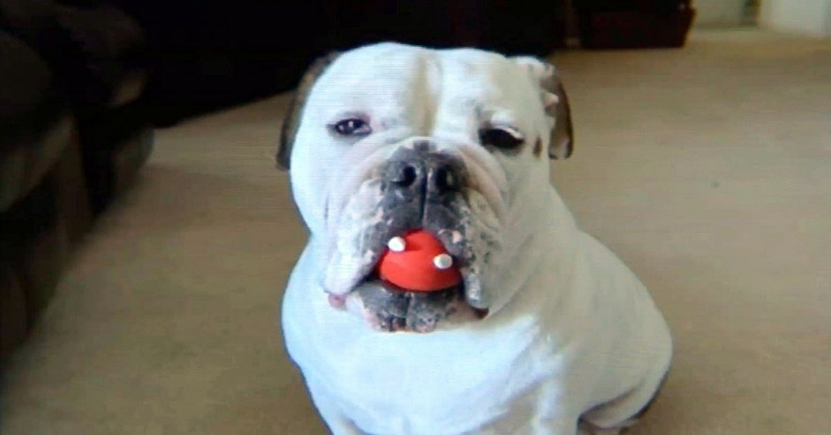 Bulldog morto all’interno di un negozio di toelettatura, schiacciato dal tavolo