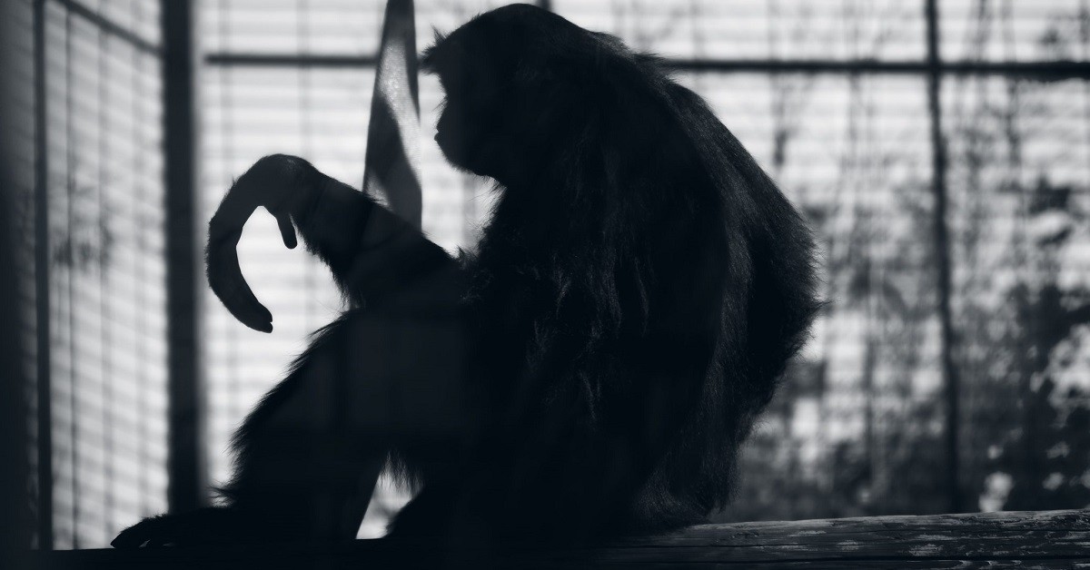 Zoo di Krefeld, gorilla ucciso con un mitra dopo che l’eutanasia ha fallito