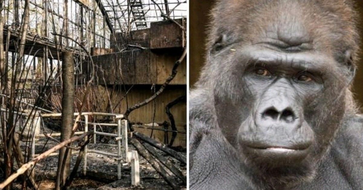 Nell’incendio di Krefeld è morto anche Massa, l’esemplare di orango più anziano della sua specie