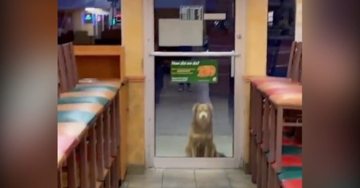 Cane randagio soprannominato “Subway Sally”: per un anno ha fatto visita alla famosa catena di sandwich