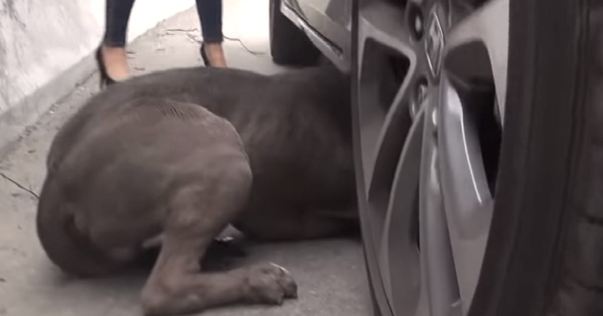 Tyron il pitbull
