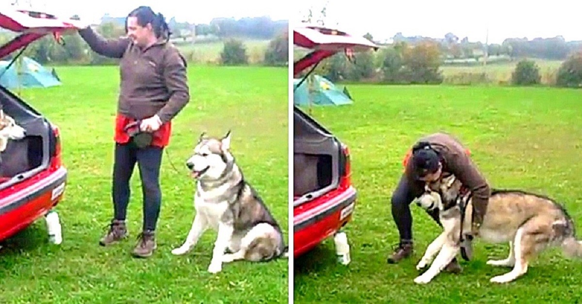 Talon il cane testardo