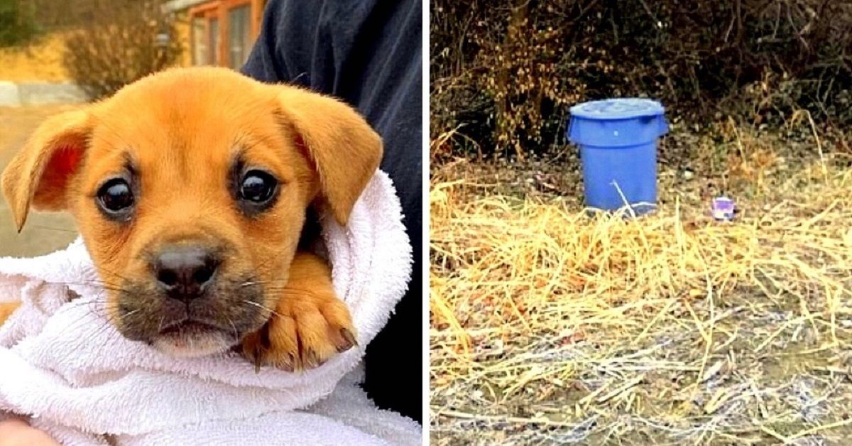 Trovata cagnolina abbandonata in un secchio della spazzatura