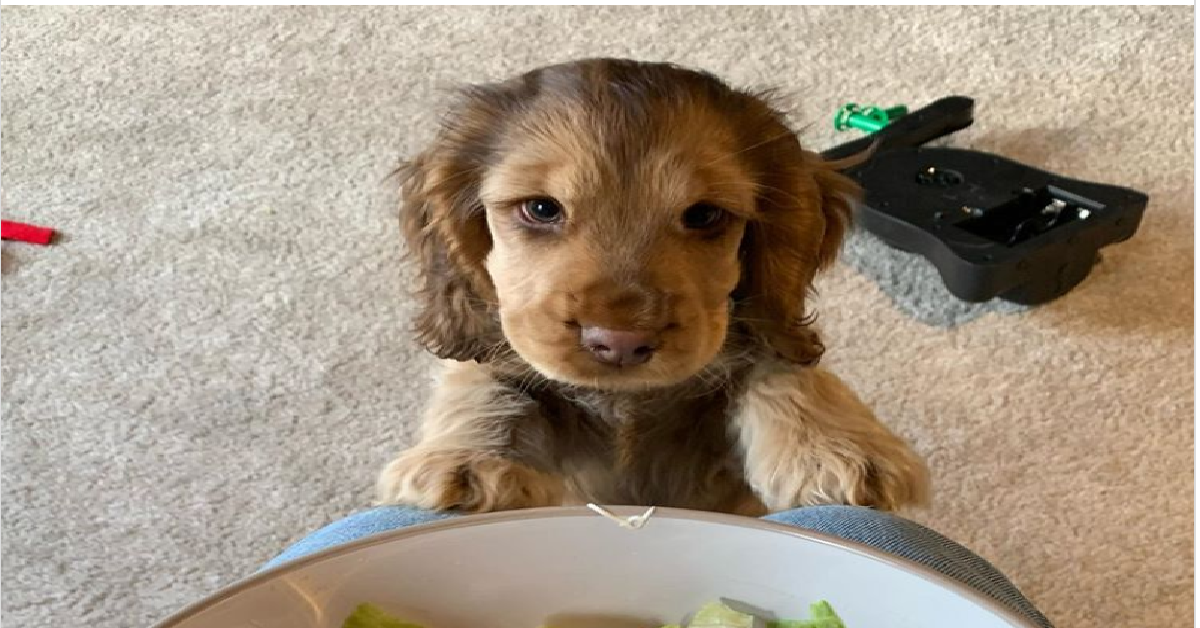 Winnie la cocker