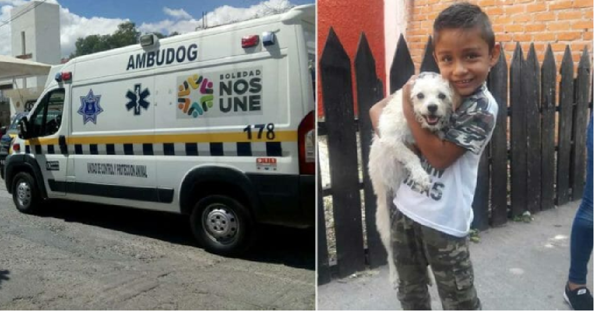 L’ambulanza che soccorre i cani
