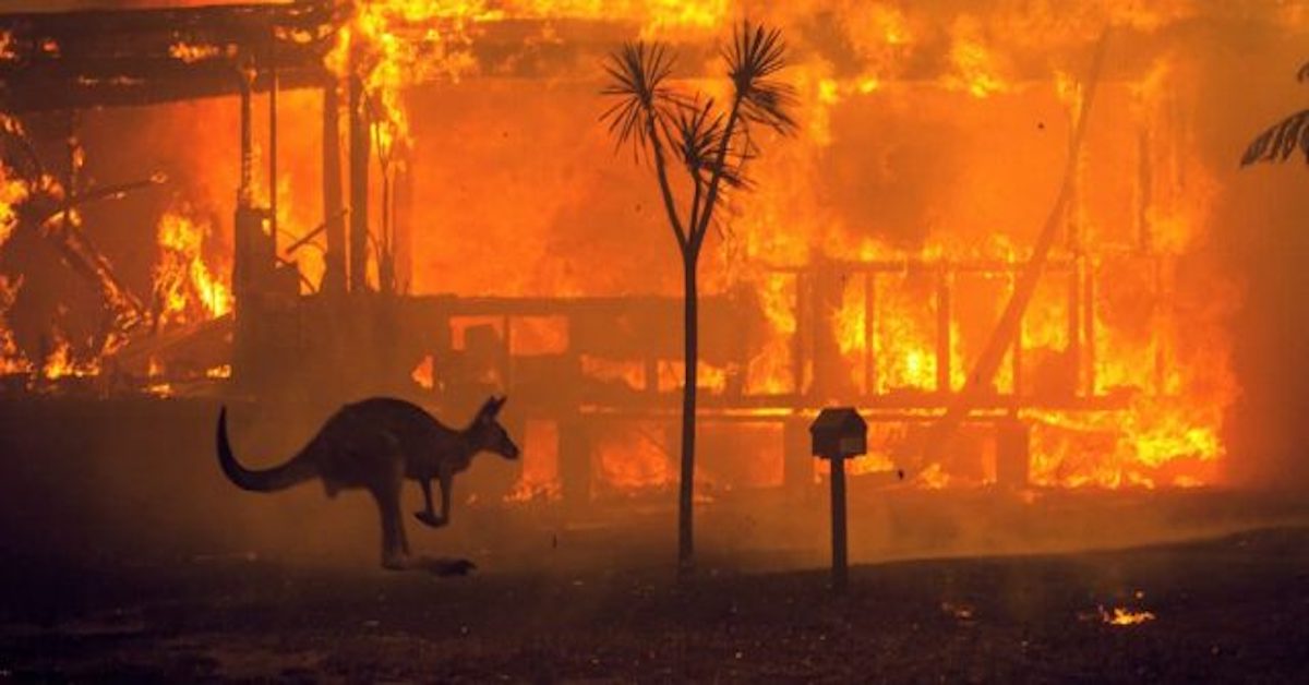 Australia, 1500 cammelli abbattuti, ancora 9000 da uccidere: bevono troppo, rischio siccità