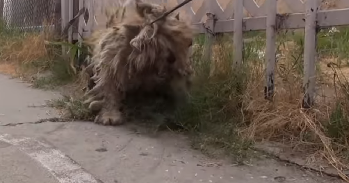 Benji
