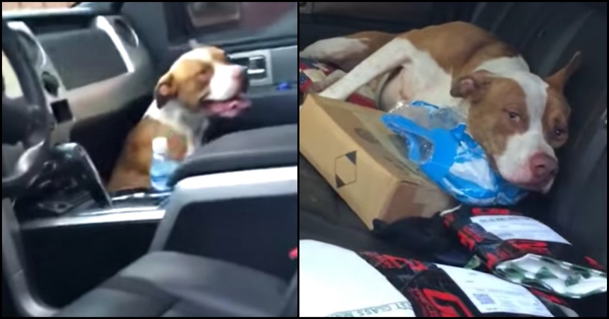 Buddy e il suo strano modo di farsi salvare