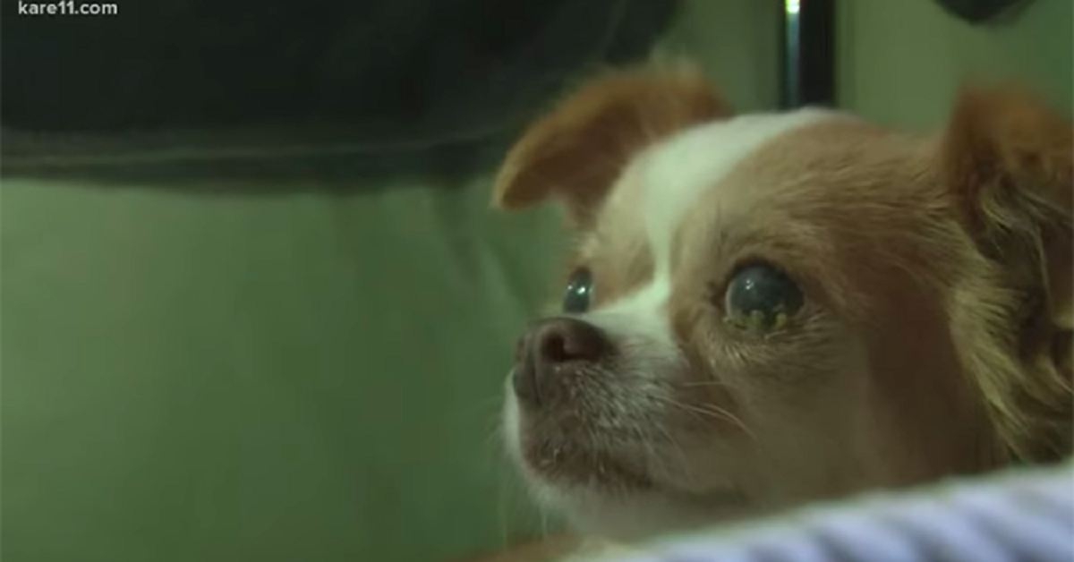 Cagnolina non sopporta il dolore di aver perso i cuccioli, ma qualcuno la aiuta a superarlo