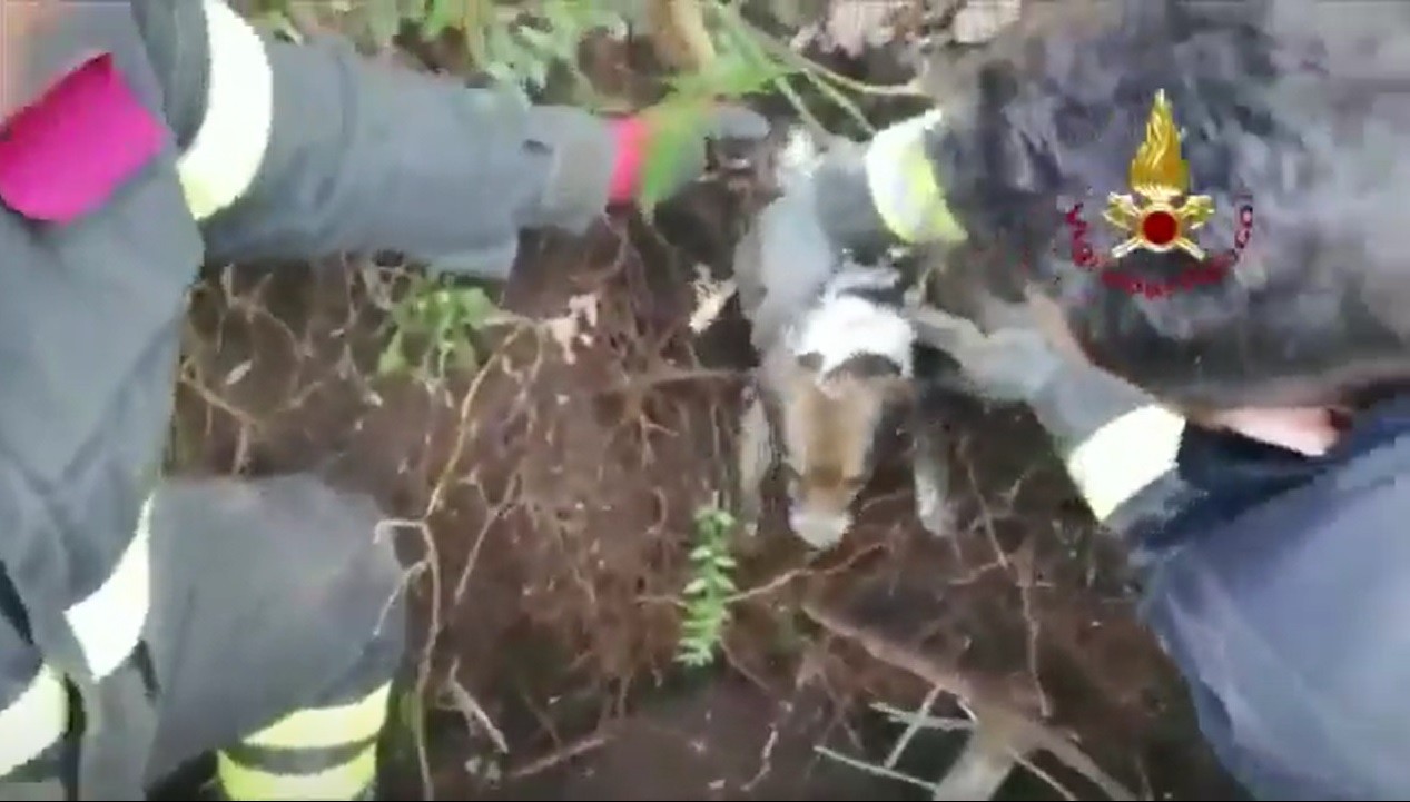 cagnolino-vigili-fuoco