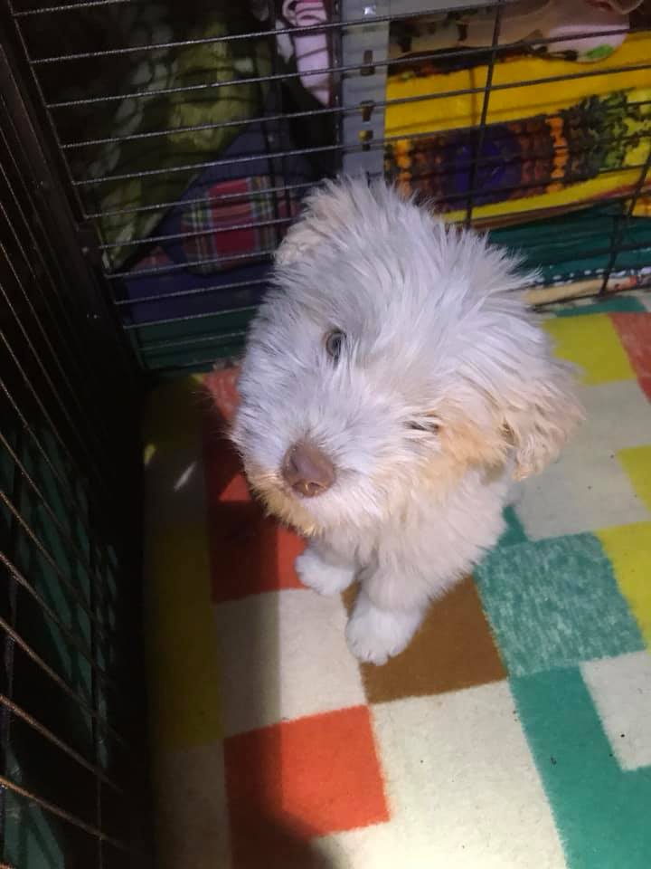 cagnolino