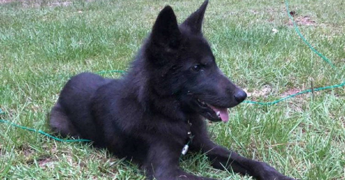 Cercava disperatamente il suo cane smarrito: poi la terribile notizia
