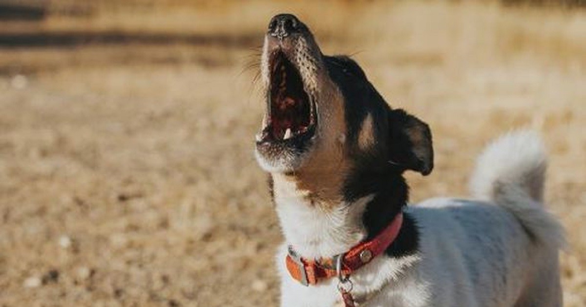Il padrone muore, il cane abbaia per chiedere aiuto