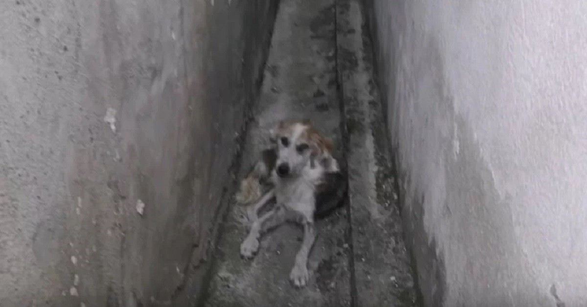 Cane affamato nel vicolo viene salvato e conosce per la prima volta l’amore