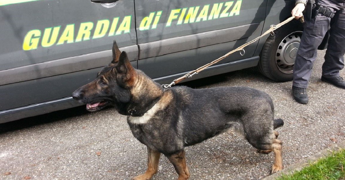 Blitz antidroga a scuola, il professore di lettere scandalizzato per il cane