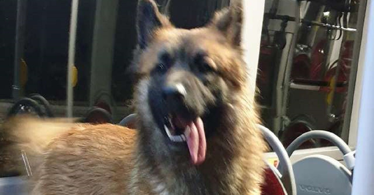 Autista del bus dà un passaggio al cane randagio e lo aiuta a tornare a casa