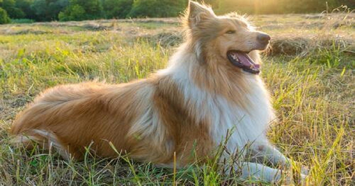 Il Collie Erick scappa di casa per andare sulla tomba del suo proprietario