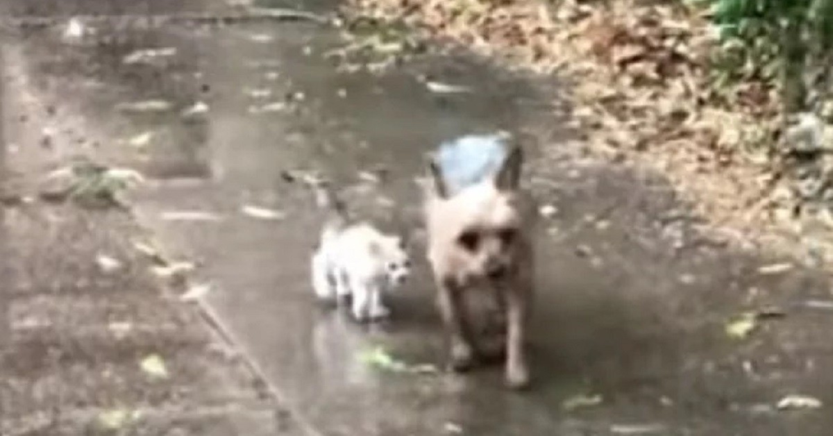 Cane salva gattino abbandonato sotto la pioggia e lo porta a casa