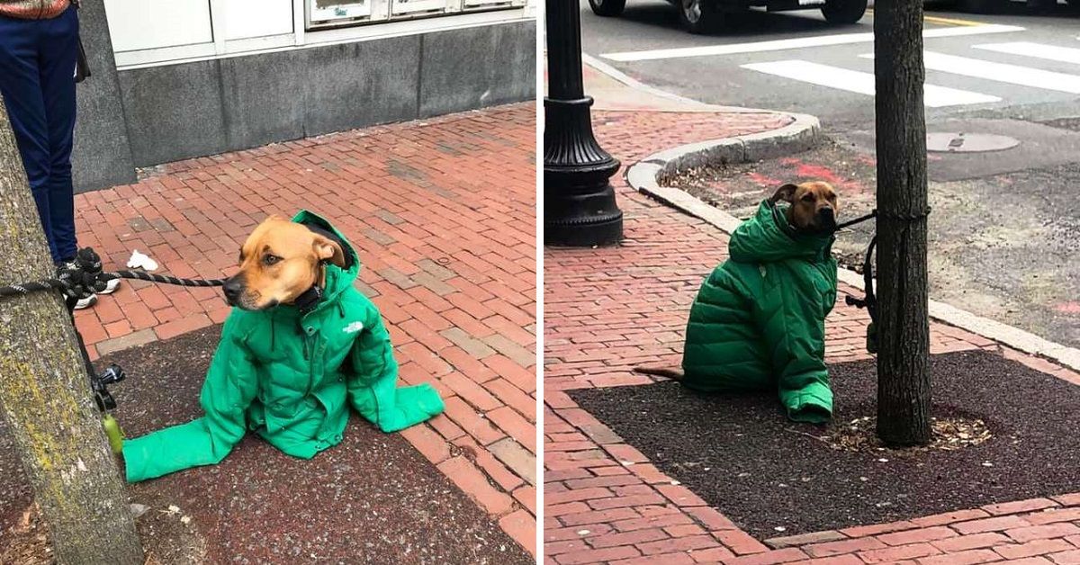 La storia del cane con il cappotto verde