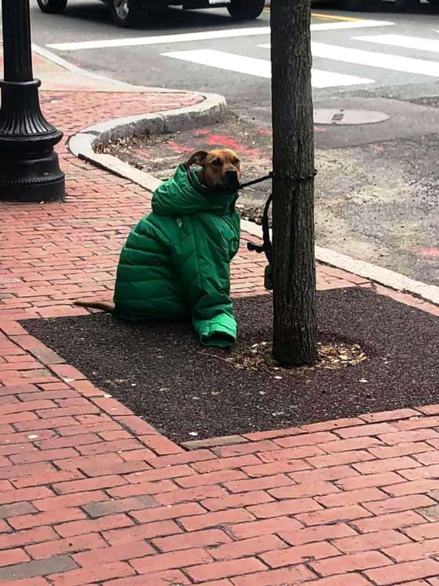 cane-giubino