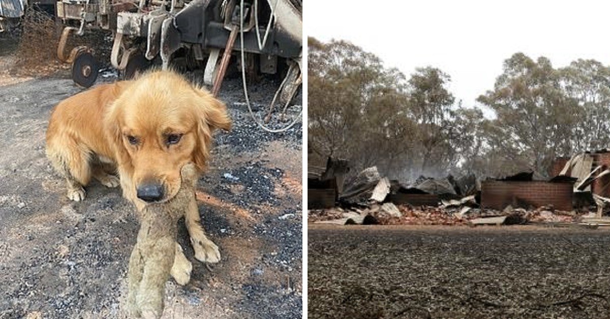 Cane non può credere che il suo animale di peluche è sopravvissuto agli incendi in Australia